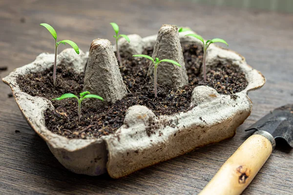 Reused Egg Box Young Green Sprouts Tomatoes Concept Ecological Gardening — Stock Photo, Image