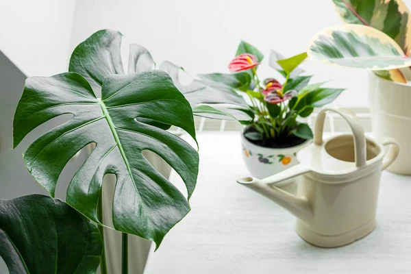 Home Plants Watering Can Interior Day Light Connecting Nature Home — Stock Photo, Image