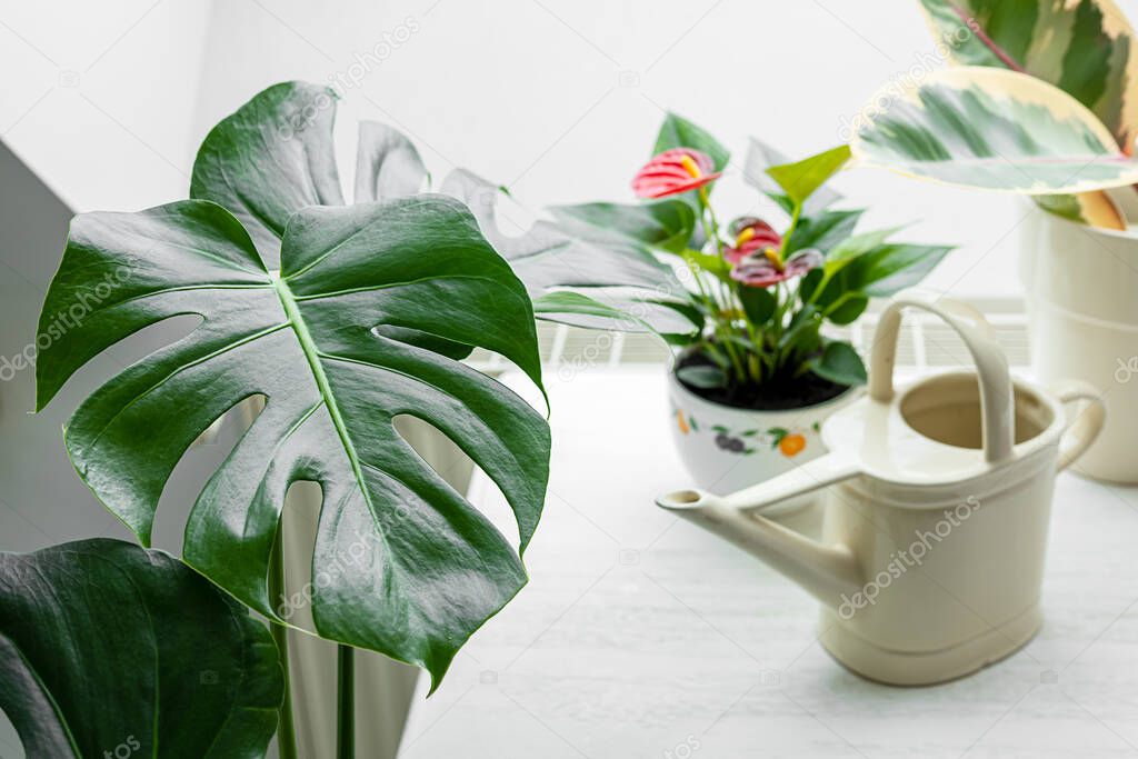 Home plants and watering can in the interior with day light, connecting with nature and home gardening concept