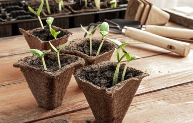 Peat pots with young cucumbers seedlings and gardening tools on the wooden surface , home gardening and connecting with nature concept