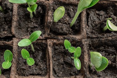 Young green seedlings of cucumbers and zucchini in peat pots, home gardening and connecting with nature concept, top view