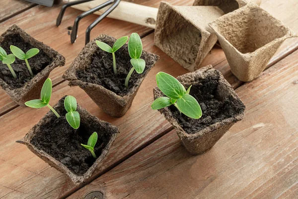 Young Cucumbers Seedlings Biodegradable Peat Pots Wooden Surface Home Gardening — Fotografia de Stock