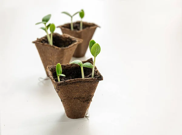 Three Peat Pots Cucumbers Seedlings White Background Home Gardening Connecting — Fotografia de Stock