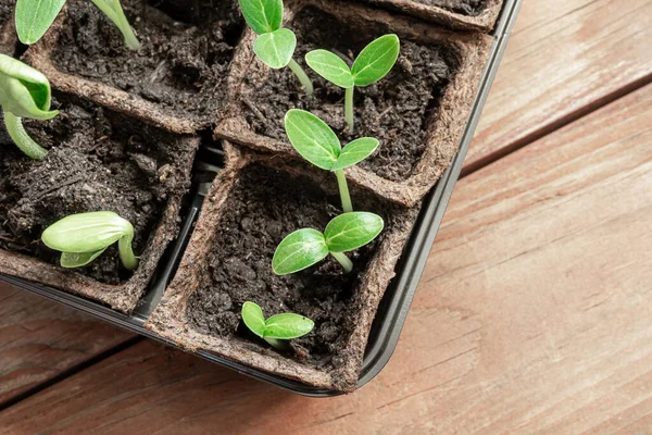 Cucumbers Zucchini Seedlings Peat Pots Wooden Surface Home Gardening Connecting — Stock Fotó