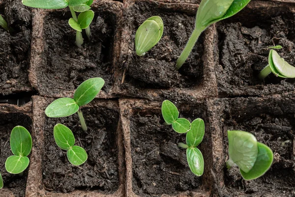 Young Green Seedlings Cucumbers Zucchini Peat Pots Home Gardening Connecting — Stock Fotó