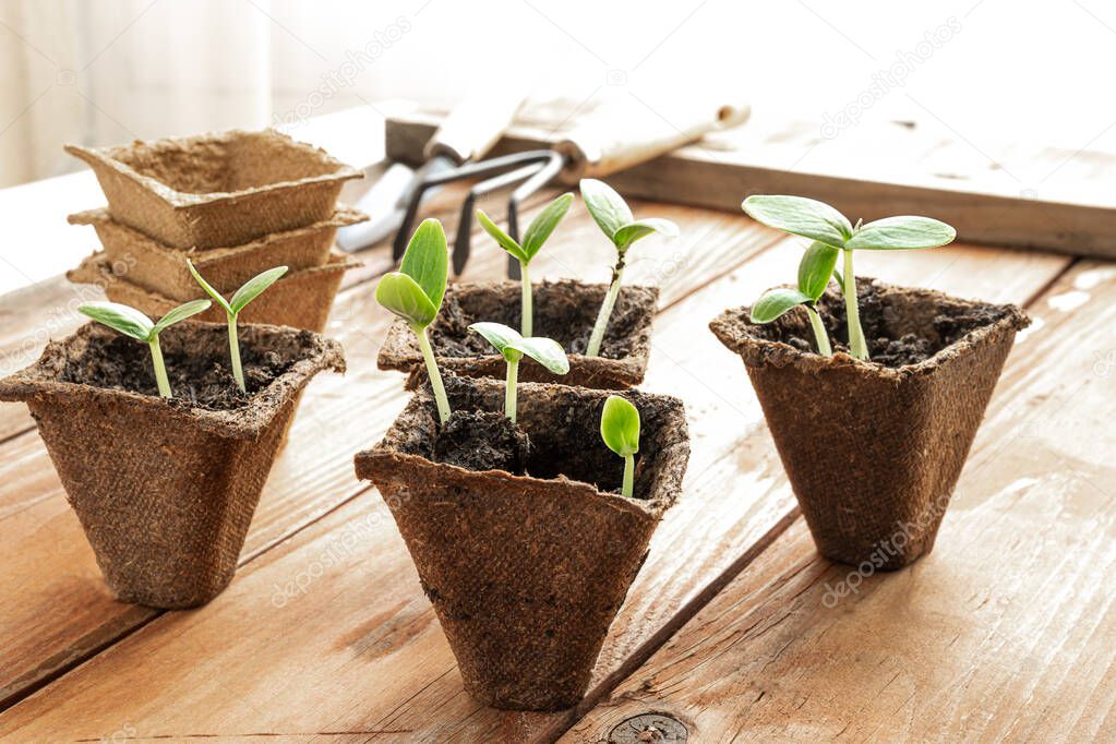 Peat pots with young cucumbers seedlings and gardening tools on the wooden surface near the window, home gardening and connecting with nature concept