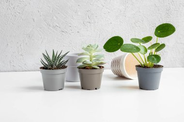 Küçük saksılarda ev bitkileri - pilea, haworthia ve echeveria açık gri arka planda, ev bahçeleri ve doğa kavramı ile bağlantı