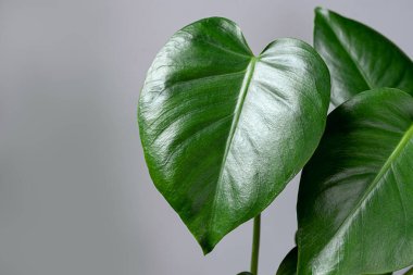 Monstera Deliciosa 'nın parlak yeşil yaprakları. Gri arka planda, yakın planda, ev yapımı ve doğayla iç içe.