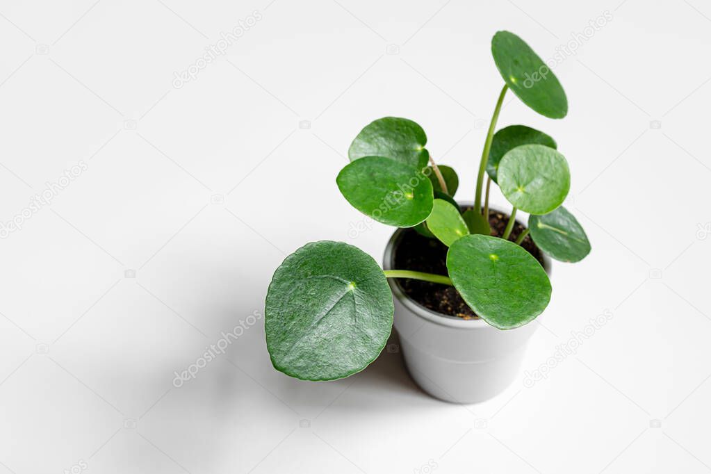 Young plant of Pilea in a gray pot on a light background, minimalism and connecting with nature concept