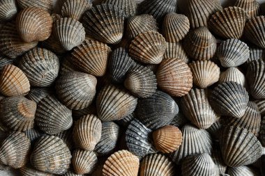 Doğal yaz arkaplanı olarak kahverengi ve gri deniz kabukları, üst görünüm