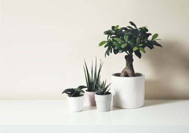 Ev bitkileri - sansevieria fernwood, sansevieria francisii, haworthia ve incus ginseng microcarpa beyaz arka planda, minimal ev dekoru