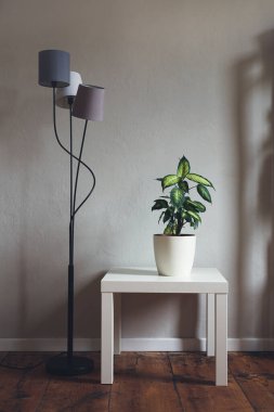 Dieffenbachia or Dumb cane plant in a white flower pot on a white table in minimalist and scandinavian style inteior