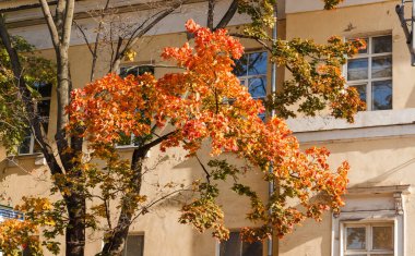 Moskova, Rusya. Sonbahar. Güneşli bir sabah. Parlak kırmızı ve turuncu yapraklı ağaç. 19. yüzyılın eski binası..