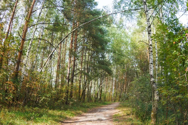Footpath Summer Forest Birches Pines — Stock Photo, Image