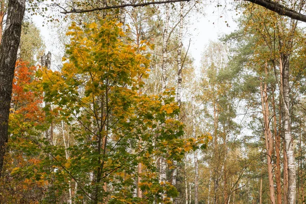 가을의 소나무들 — 스톡 사진