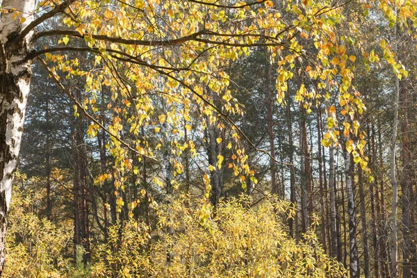 Autumn Birch Tree Yellow Backlit Leaves — Stock Photo, Image
