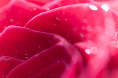 Gül yapraklarındaki çiğ tanecikleri, alan derinliği olan kompozisyon