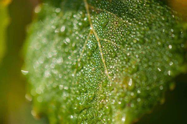 Makro Natur Zusammensetzung Blatt Regen Mit Skalierung Der Tiefenschärfe — Stockfoto