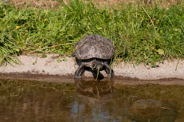 Tortugas Terrario Del Zoológico Gdansk — Foto de Stock