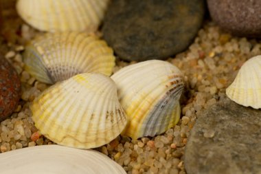 çeşitli deniz kabukları ve düz çakıl taşlarından oluşan bir kompozisyon.