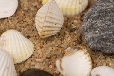 çeşitli deniz kabukları ve düz çakıl taşlarından oluşan bir kompozisyon.
