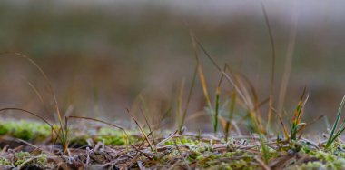 Buzlu bir günde çimlerde buz ve yosun.