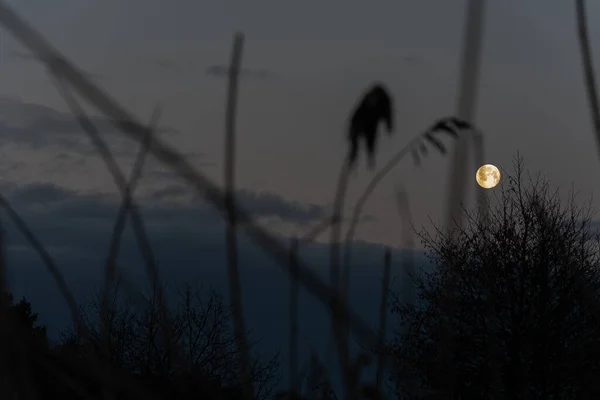 Východ Slunce Nad Puck Bay Baltském Moři Prosince — Stock fotografie