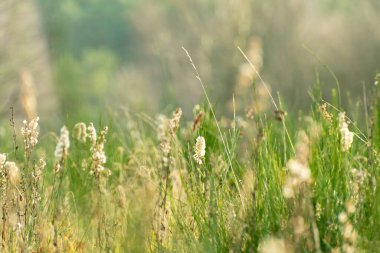Güneşli bir Aralık gününde çimen seviyesinden çekilen ormandaki bitki örtüsü.