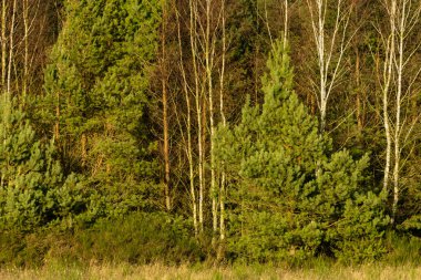 Çayırdan görüldüğü gibi orman çalılarının manzarası.