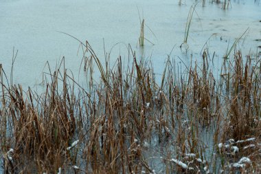 Kara Göl 'e giden orman yolunda buzla kaplı küçük bir orman gölü, Mierzyno, Ocak