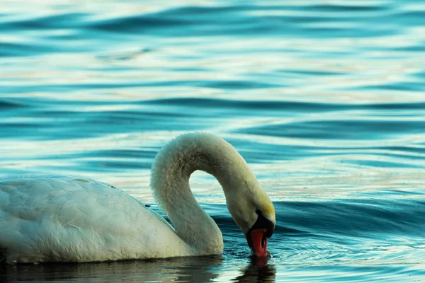 Badzikowo Puck Puck Bay Kış Açık Hava Buz Örtüsü Kuğular — Stok fotoğraf