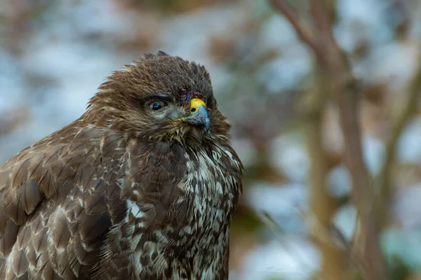 Common Buzzard Buzzard Buteo Buteo Accipitridae 속하는 맹금류의 — 스톡 사진