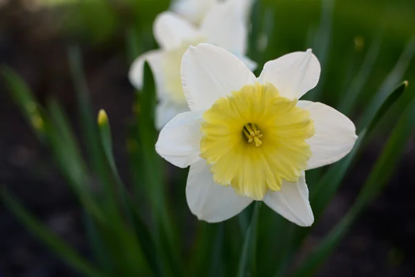 the Narcissus flower blossomed
