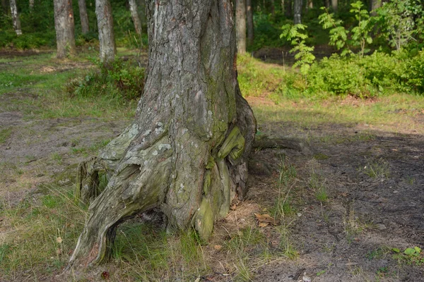 tree trunk with roots in the forest