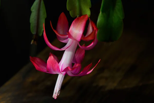 Flower Decembrist — Stock Image Flower Decembrist Stock Picture