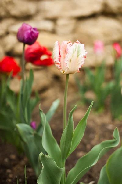 Tulipány — Stock fotografie