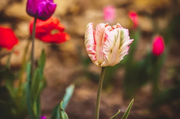 Tulipány — Stock fotografie