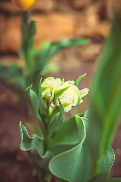 Tulipány — Stock fotografie