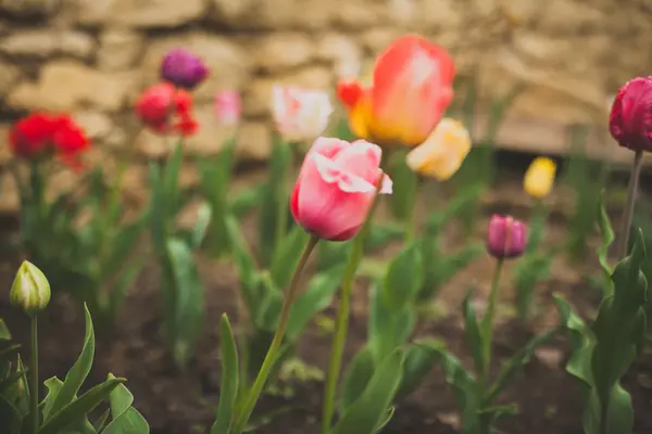 Tulipány — Stock fotografie