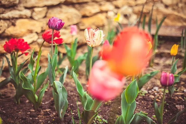 Tulipány — Stock fotografie