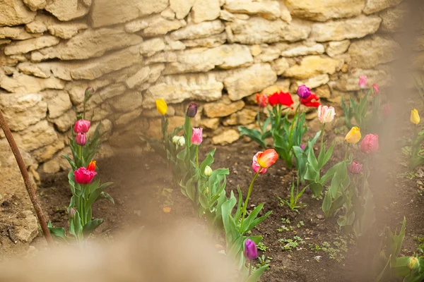 Tulipány — Stock fotografie