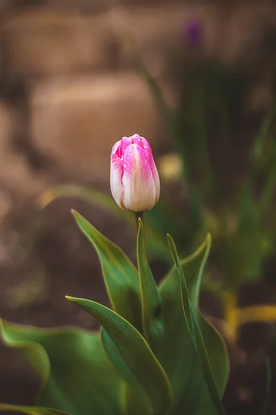 Plantas —  Fotos de Stock