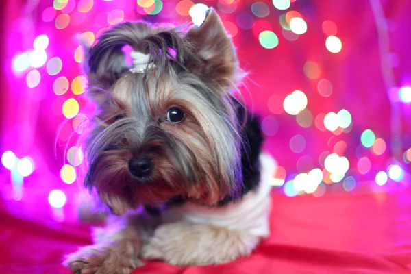 Cão valentão — Fotografia de Stock