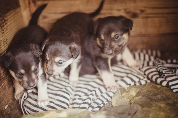 Cão valentão — Fotografia de Stock