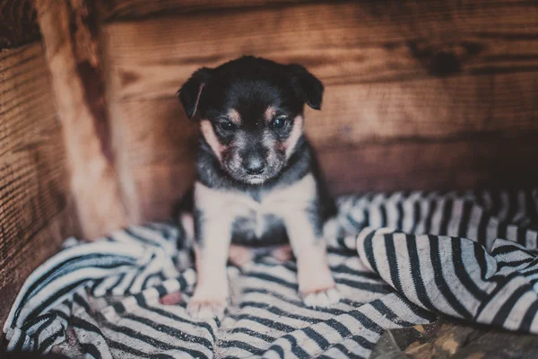 犬いじめ — ストック写真