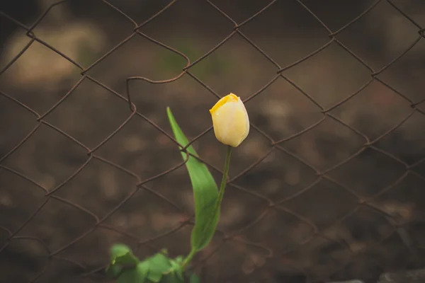 Tulpen Stockfoto