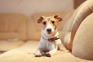 Köpekler