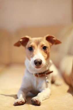 Köpekler