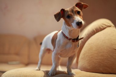 Köpekler
