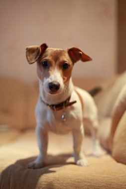 Grup, köpekler
